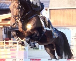 jumper Major van het Oud Vliegveld (Belgian Warmblood, 2012, from Nabab de Rêve)