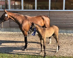 broodmare Uppsala 18 (Hanoverian, 2006, from Uccello)