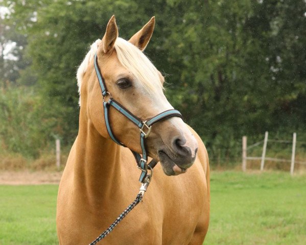 Pferd Zaubernuss (Deutsches Reitpony, 2010, von Top Zento)