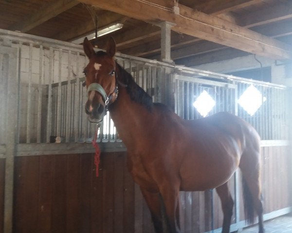 Pferd Laisa Minelli (Oldenburger, 1997, von Lancetto 93 FIN)