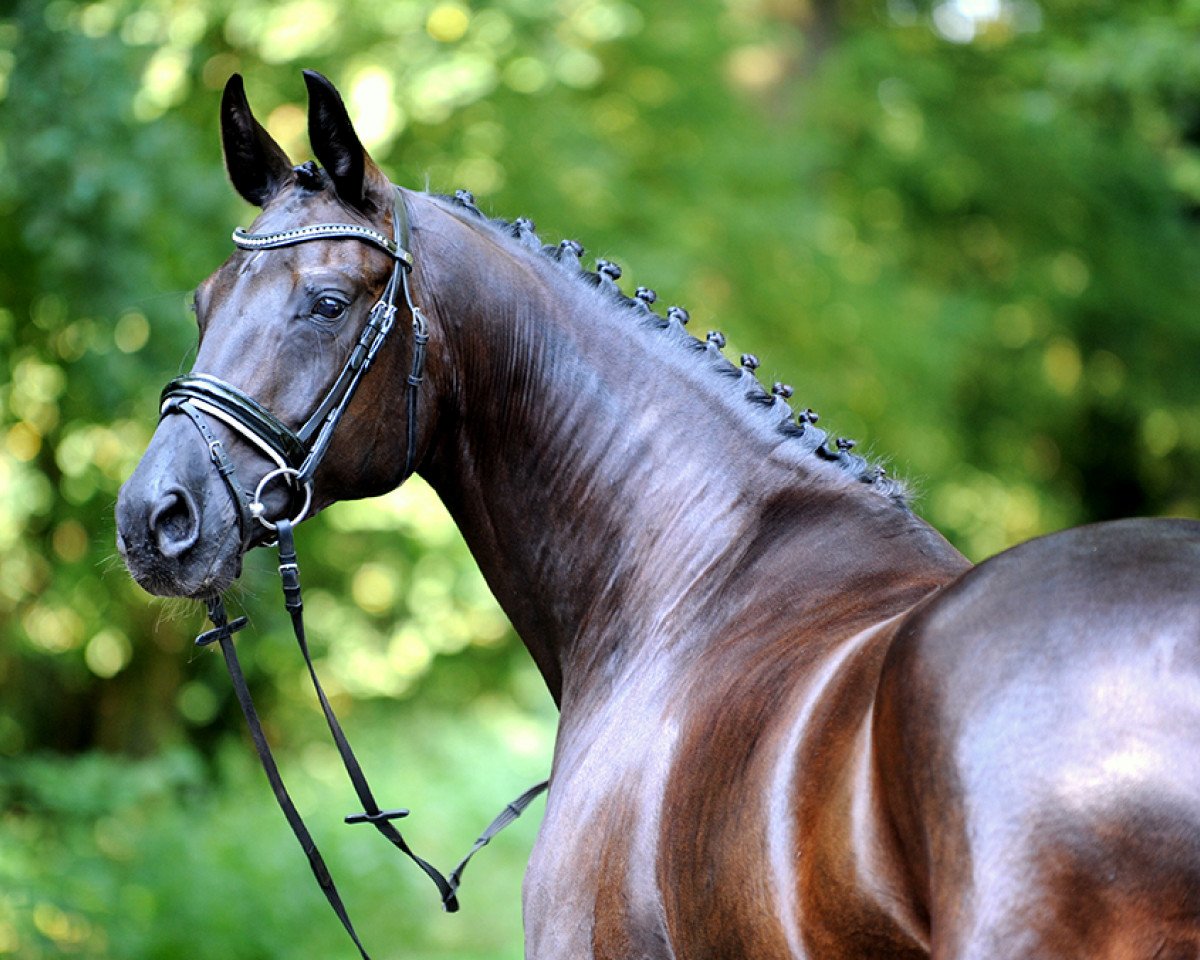 dressage horse Flair de luxe (Westphalian, 2010, from Fürst Romancier)