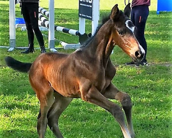 horse Cailor Moon (Oldenburg show jumper, 2020, from Chubakko)