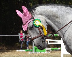 jumper Samai 2 (Hanoverian, 2009, from Satisfaction FRH)