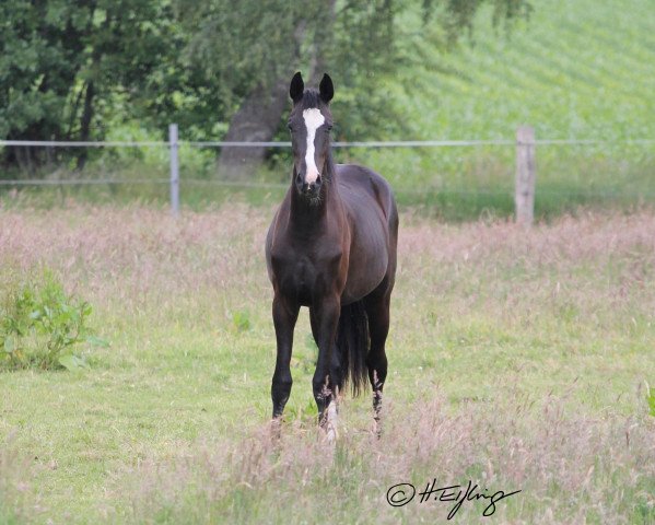 Pferd Symphonie Hk (Westfale, 2018, von Sir Heinrich OLD)