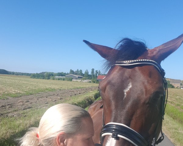 horse Chicago (German Sport Horse, 2004, from Chico's Boy)