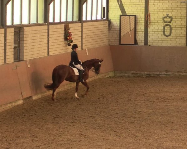 Reitturnier Hamm-Rhynern 2017