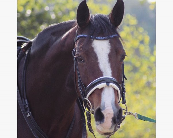 Dressurpferd Waleah 2 (Oldenburger, 2009, von Wunschtraeumer)