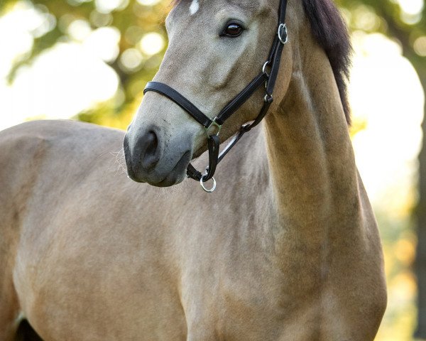 horse Der kleine Prinz (German Riding Pony, 2017, from Dreiklang AT NRW)