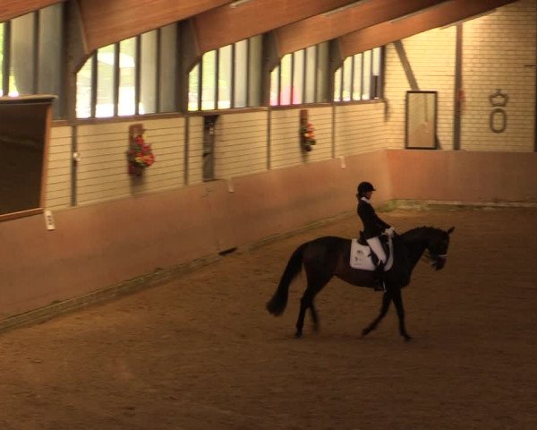 Reitturnier Hamm-Rhynern 2017