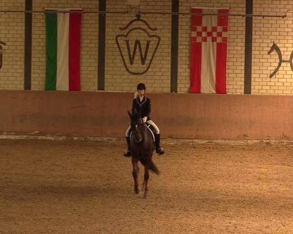 Reitturnier Hamm-Rhynern 2017