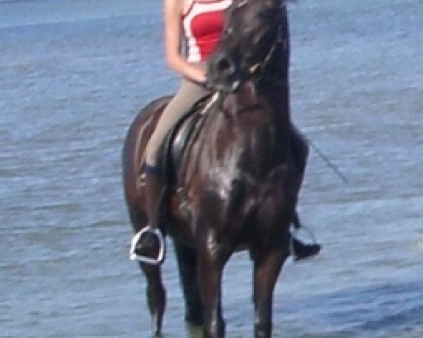horse Kaletto HS (German Riding Pony, 2003, from Kennedy WE)