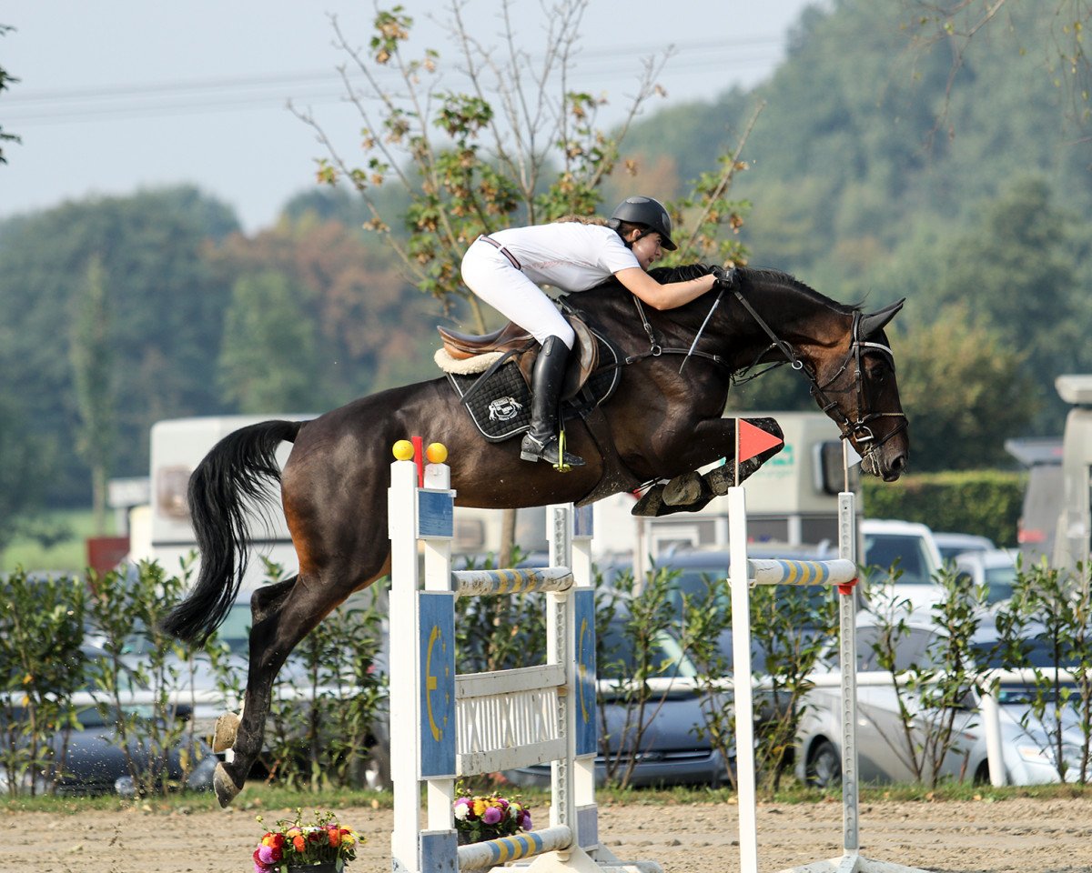Springpferd Zoomumba (unbekannt, 2009)