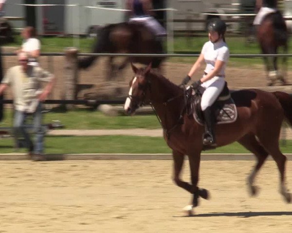 Reitturnier Hamm-Rhynern 2017