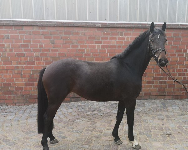 horse Diacontina C Z (Zangersheide riding horse, 2015, from Diacontinus)
