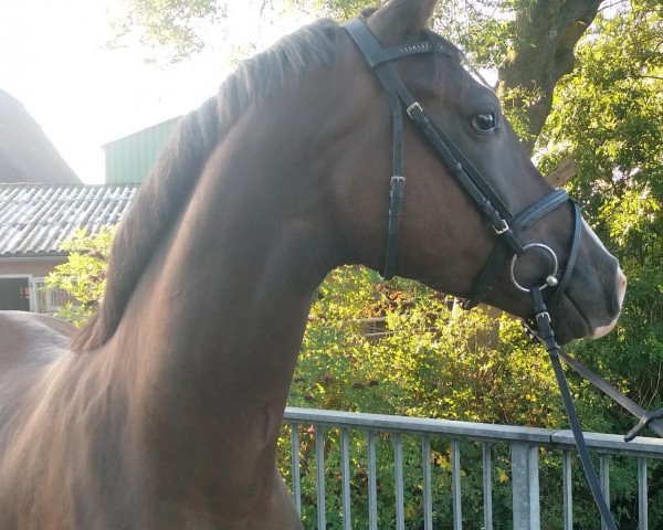 broodmare Quency (Hanoverian, 2014, from Quaterhall)