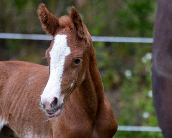 broodmare Petit Imperia (German Riding Pony, 2020, from Neverland WE)