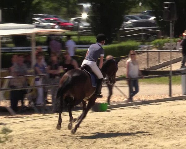 Reitturnier Hamm-Rhynern 2017