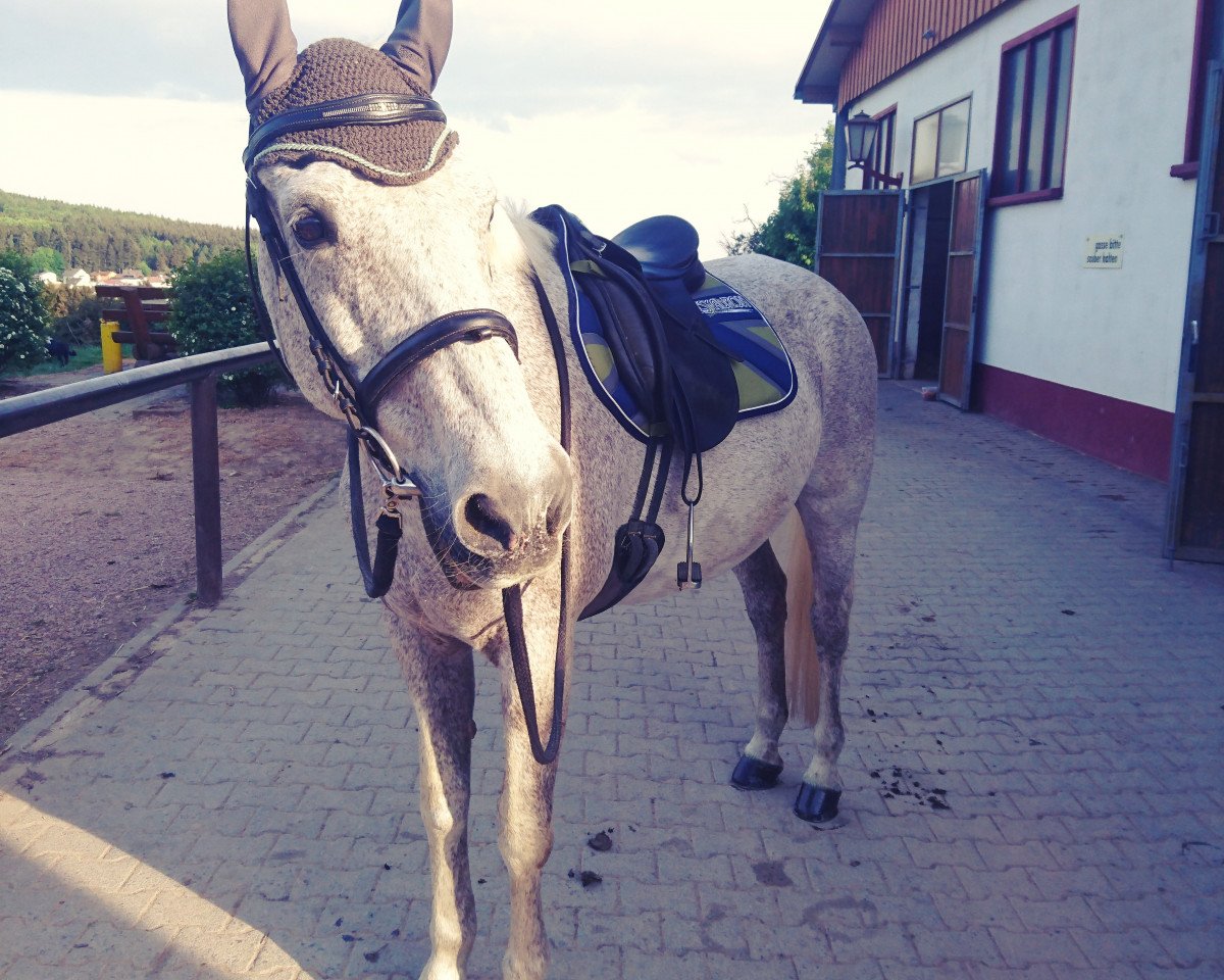 horse Kodi (KWPN (Royal Dutch Sporthorse), 1992, from Hamlet)