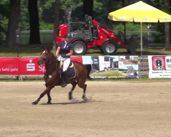 Reitturnier Mönchengladbach-Wickrath 2017