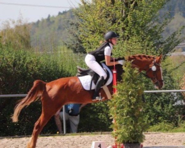 Springpferd Passpartout 10 (Deutsches Reitpony, 2006, von Plaisier)