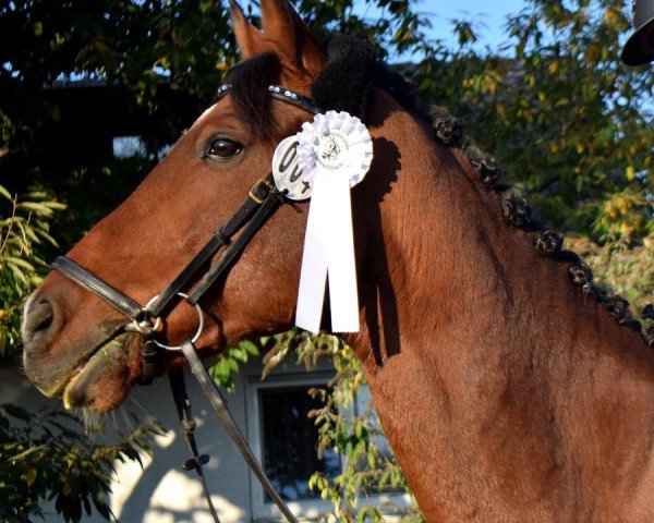 Dressurpferd Bexley 2 (Trakehner, 2006, von Heops)