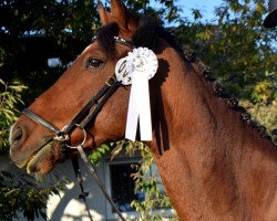 dressage horse Bexley 2 (Trakehner, 2006, from Heops)