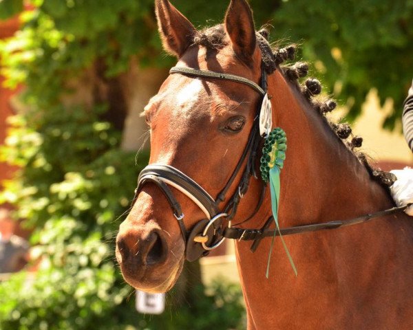 dressage horse Bardot (KWPN (Royal Dutch Sporthorse), 2006, from De Goede Ree Now or Never)