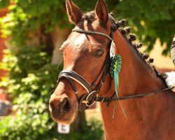 dressage horse Bardot (KWPN (Royal Dutch Sporthorse), 2006, from De Goede Ree Now or Never)