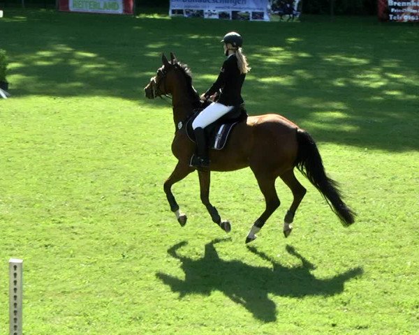 Reitturnier Jettingen 2017