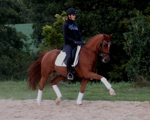 dressage horse Jacko Blue HS (German Riding Pony, 2009, from FS Cracker Jack)