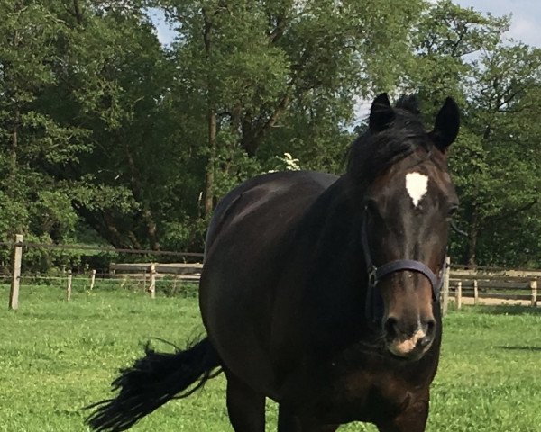 jumper Fiona 518 (German Riding Pony, 2009, from Bocksbühl Weltano)