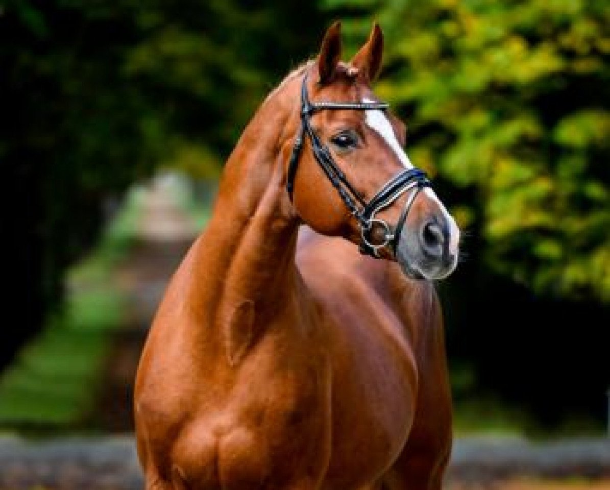 stallion Alvalon (Hanoverian, 2004, from Askari)