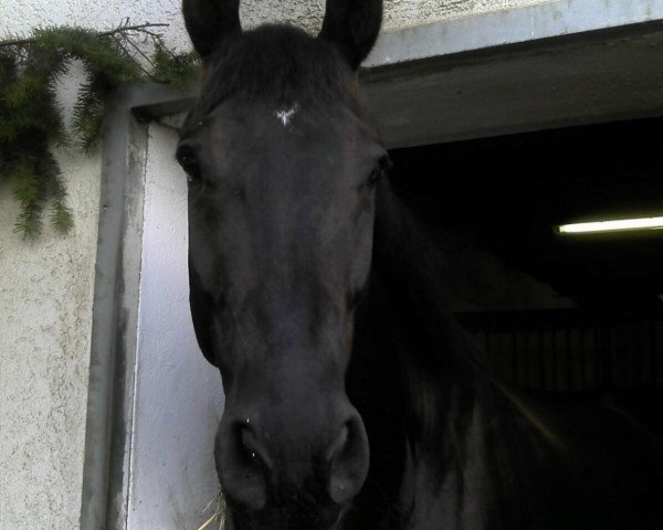 horse Rubinstar (German Sport Horse, 2005, from Rosier)