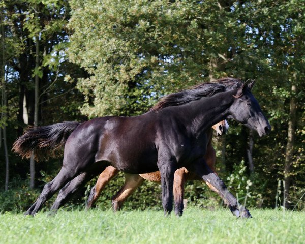 horse Blütenzauber R (Trakehner, 2018, from Zauberreigen)