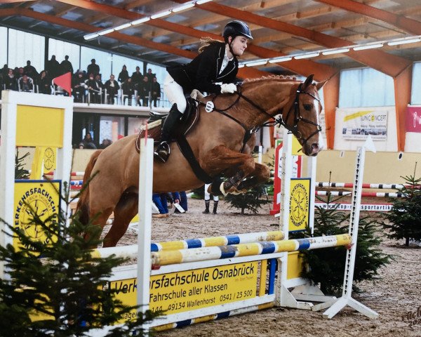 jumper Sunny Boy (German Riding Pony, 2005, from Nobelboy)