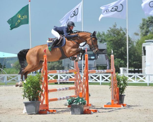 jumper Happynes (KWPN (Royal Dutch Sporthorse), 2012, from Eldorado van de Zeshoek) jumper Happynes (KWPN (Royal Dutch Sporthorse), 2012, from Eldorado van de Zeshoek)