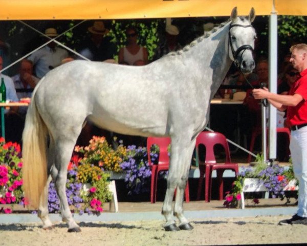broodmare Charlotte (Westphalian, 2014, from Cordess 2)