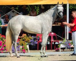broodmare Charlotte (Westphalian, 2014, from Cordess 2)