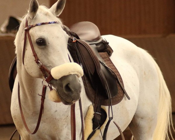 horse Estina (Arabian purebred, 2000, from Estoril ox)