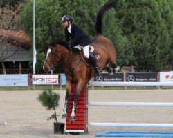 broodmare Lola Z (Zangersheide riding horse, 2008, from Lord Z)