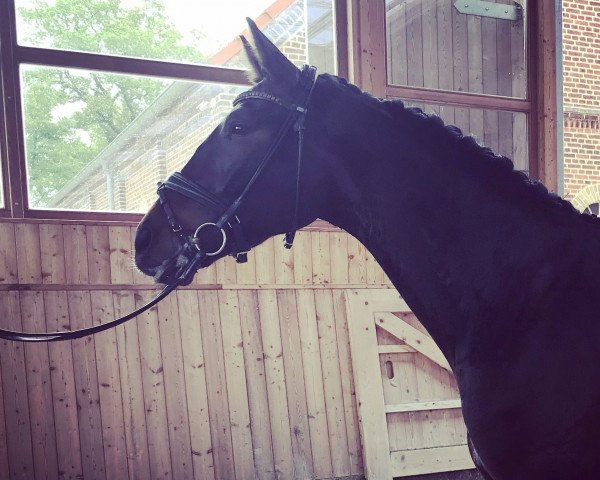 dressage horse Aubin Fh (Oldenburg, 2014, from Abegglen Fh Nrw)