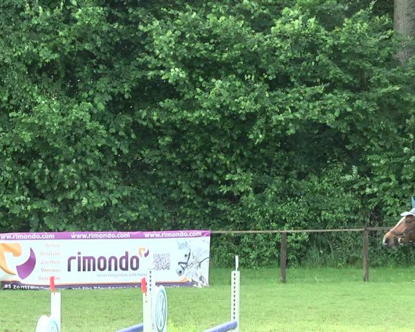 Reitturnier Jettingen 2017