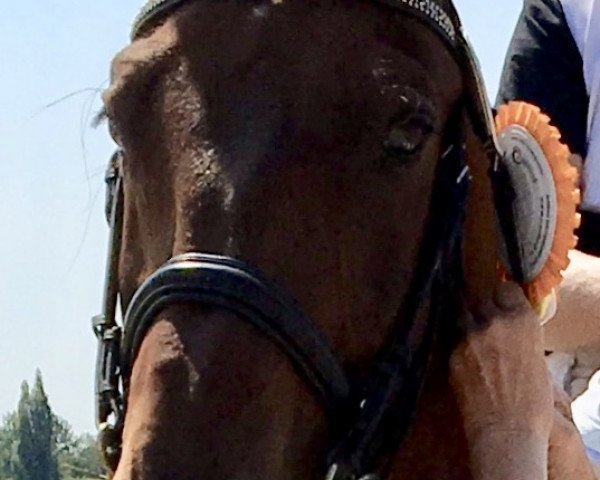 Dressurpferd La' Gastaire (Deutsches Sportpferd, 2005, von Lord Romadour) Dressurpferd La' Gastaire (Deutsches Sportpferd, 2005, von Lord Romadour)