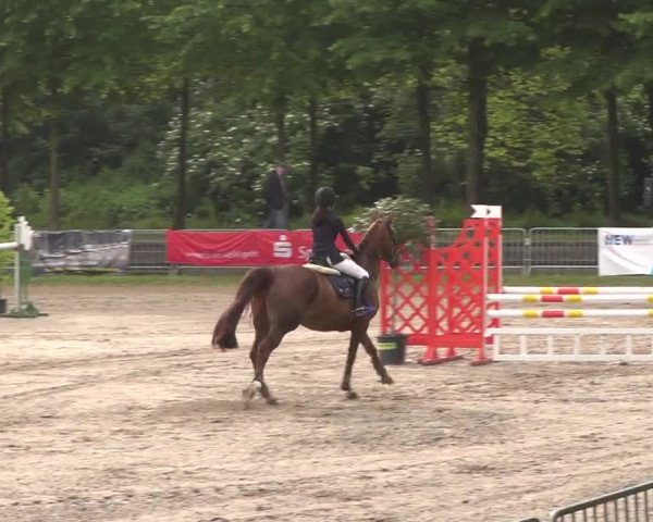 Reitturnier Mönchengladbach-Wickrath 2017