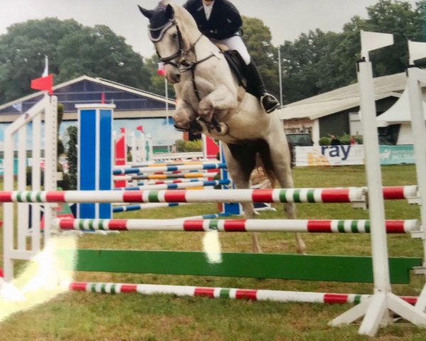 Springpferd Graf Turus (Hannoveraner, 2013, von Graf Top)