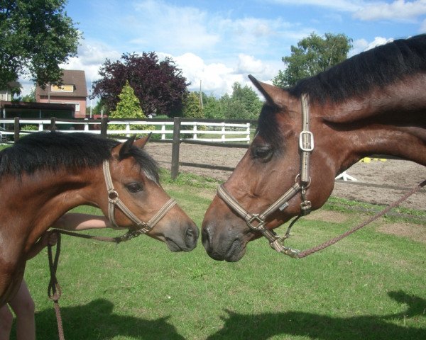 broodmare Windhoek's Joysveen (Welsh, 1999, from Zonneweide's Nico)