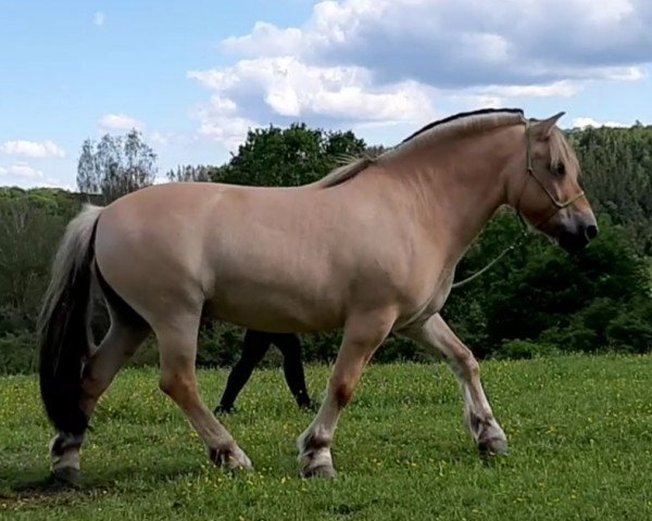 Pferd Kollin (Fjordpferd, 2003, von Kolja Halsnæs)