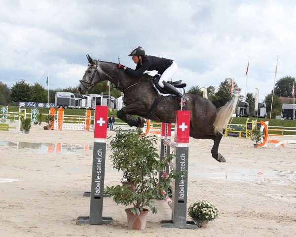 jumper Anny Lennox CH (Swiss Warmblood, 2011, from Lord Lennox)