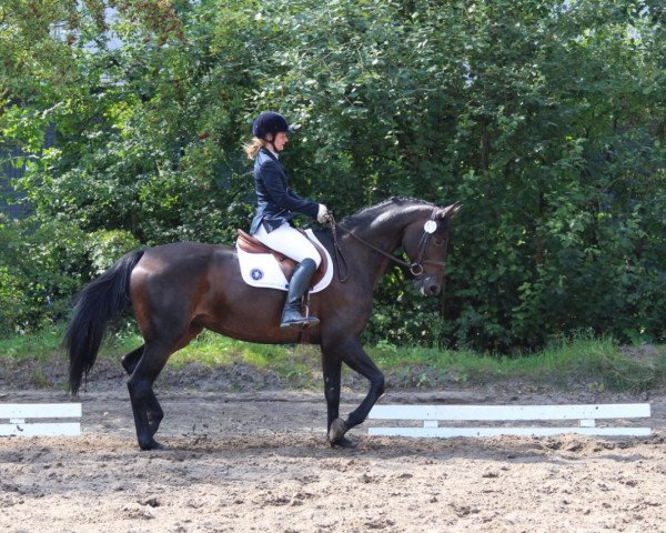 broodmare Dancing Queen Sonnenschein (Hanoverian, 2010, from Don Primus)
