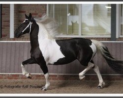 dressage horse Grace 425 (anglo european sporthorse, 2009, from Willem van Nassau)